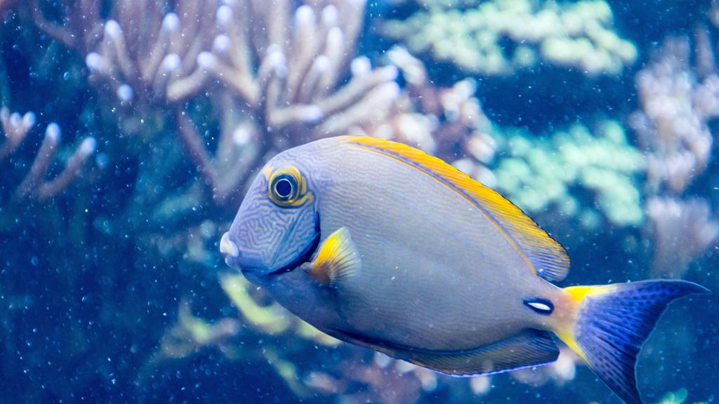 Sea Life Dallas - Image 2